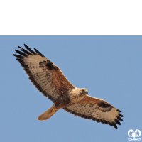 گونه سارگپه پا بلند Long-legged Buzzard